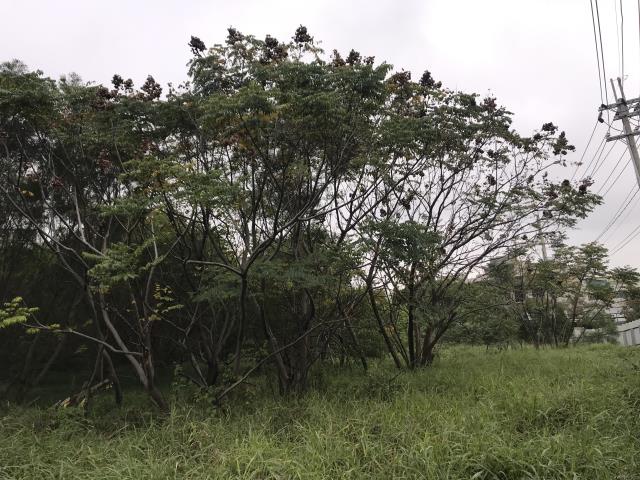 桃園楊梅工業地-0